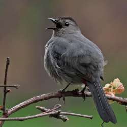 Catbird Photo: Charlie Schwarz