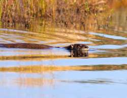 Otter Photo: Tom Grett