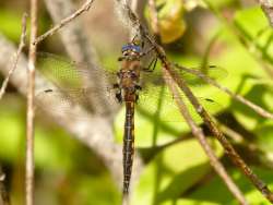 Baskettail dragonfly Photo: Ken Hatch