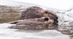 Beavers Photo: Paul Blossom