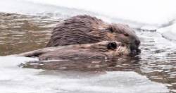 Beavers Photo: Paul Blossom