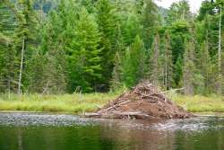 Beaver lodge Photo: Tom Grett