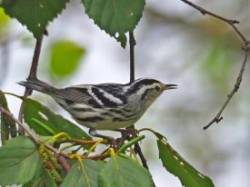Black and white warbler Photo: Charlie Schwarz