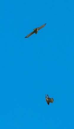 Broadwings Photo: Tim Larsen