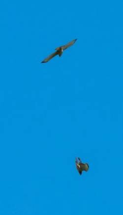 Broadwings Photo: Tim Larsen