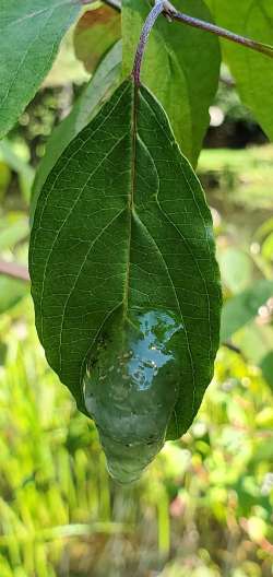 Caddisfly eggs Photo: Fhar Miess