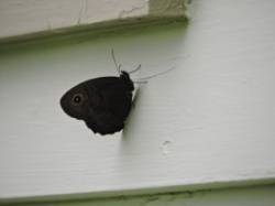 wood nymph Photo: Harriet Szanto