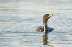 Cormorant Photo: Tig Tillinghast