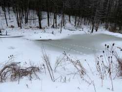 Coyote tracks Photo: Linda J. Spielman