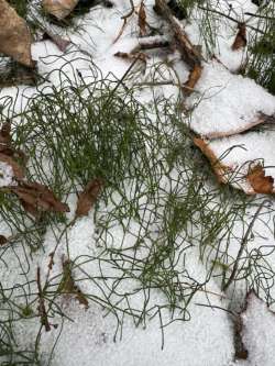 Dwarf horsetail Photo: Louanne Nielsen