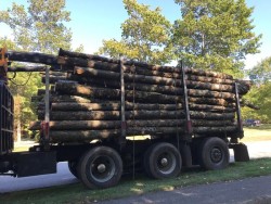 Firewood Hardwood Photo: Nick Anderson