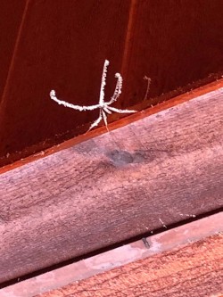 Frozen spider Photo: Ciel Setterstrom