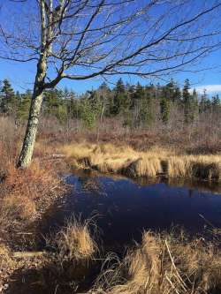 Hawley bog Photo: Sharon Bombard