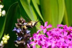 Hummingbird Moth Photo: Ken Hatch