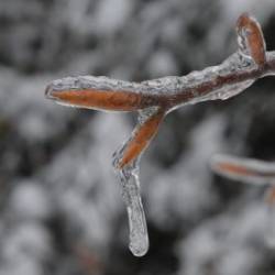 Ice Beech Tree Photo: AM Dannis