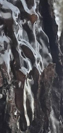 Ice tree Photo: Susan Lichty