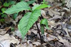 Jack in the pulpit Photo: Judy Sweet