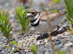 Killdeer Photo: Ross Lanius