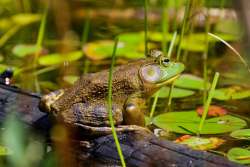 Male bullfrog Photo: Tom Grett