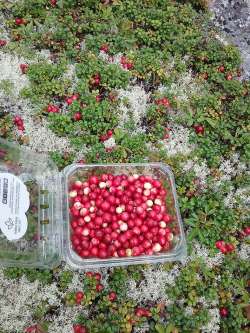 Mountain cranberries Photo: Joyce Layne