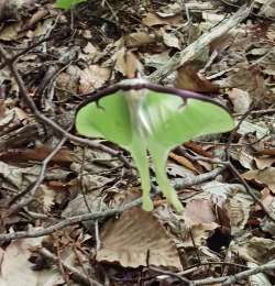 Luna moth Photo: Gale Wood