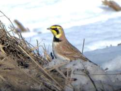 Horned lark Photo: Ken Hatch