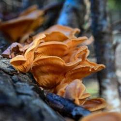 Mock Oyster Photo: AM Dannis