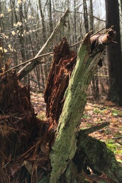 Moss on Log Photo: Jennifer Edmondson