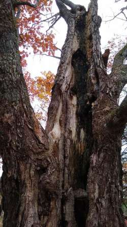 Mother Tree Photo: Sandy Hall Bourrie