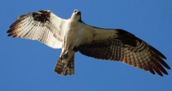 Osprey on CT River Photo: Belinda Emmons