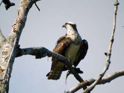 Osprey Photo: Becky Linton