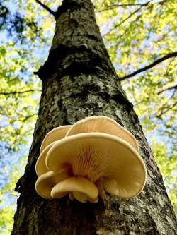 Oyster aspen Photo: Kirk Gentalen