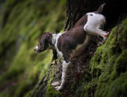 Puppy Forest Photo: Tig Tillinghast