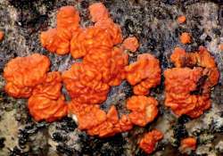 Brain mushroom Photo: Frank Kaczmarek