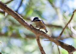 Nuthatch Photo: Anna Lewis