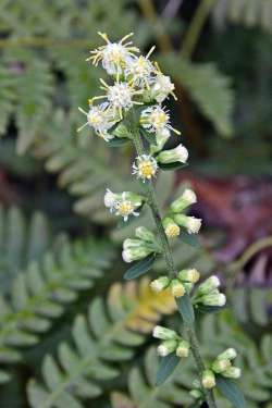 White goldenrod Photo: Judy Sweet