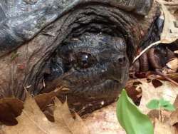 Snapping turtle Photo: Pam Landry