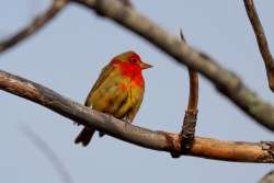 Summer tanager Photo: Paula Jean Schlax