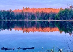 Sunrise woods Photo: Karinne Heise