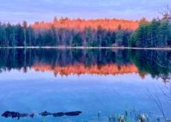 Sunrise woods Photo: Karinne Heise