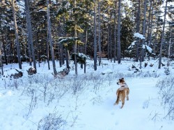Forest walk Photo: Marian Waterman