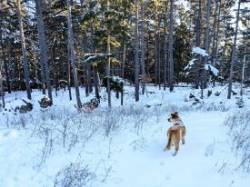 Forest walk Photo: Marian Waterman