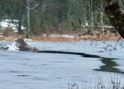 Beaver lodge Photo: Karinne Heise