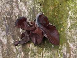 Wood ear Photo: Charlie Schwarz