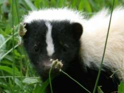 Skunk Photo: Tom Anderson