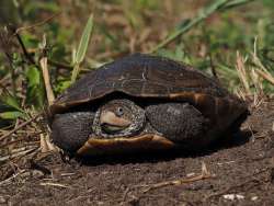 Terrapin Photo: Ross Lanius