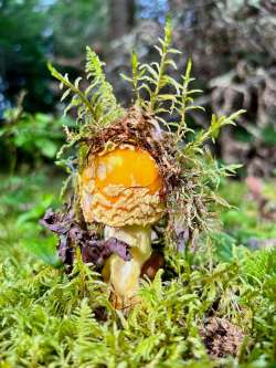 Amanita Photo: Tom Grett