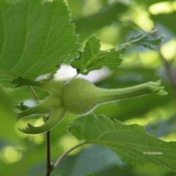 Beaked Hazelnut Photo: AM Dannis
