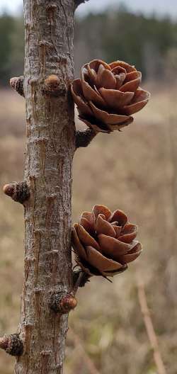 Tamarack Photo: Sue Lichty