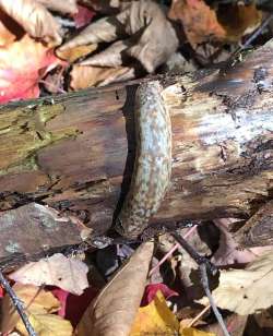 Slug Photo: Rodney Johnson